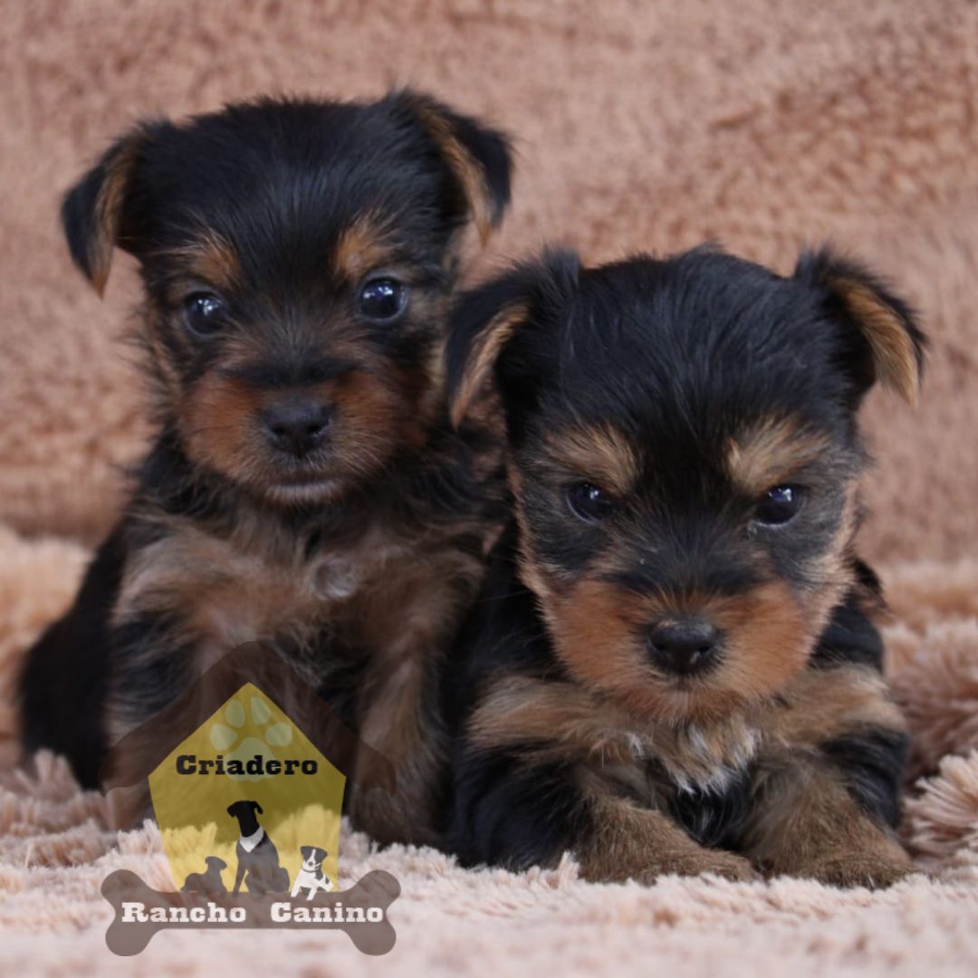 Cachorros en venta Bogotá